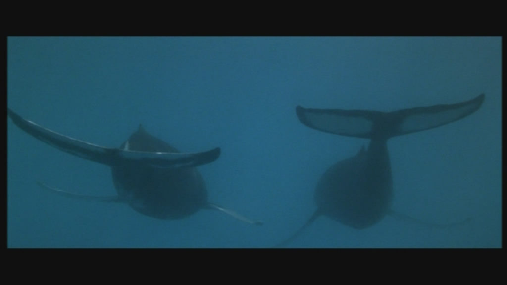 Look sir, thar be whales here!!