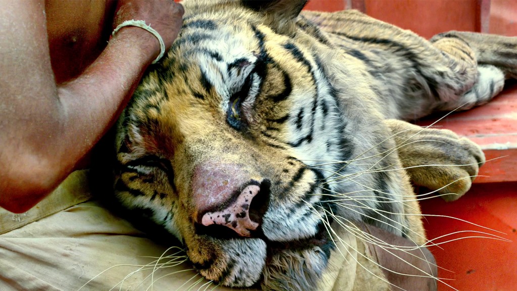 Insert gratuitous line about stroking a pussy here.